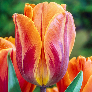 Princess Irene Tulip Seeds